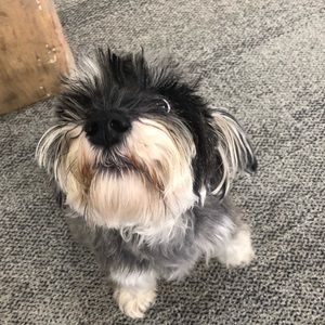 Meet your Posher, Amy